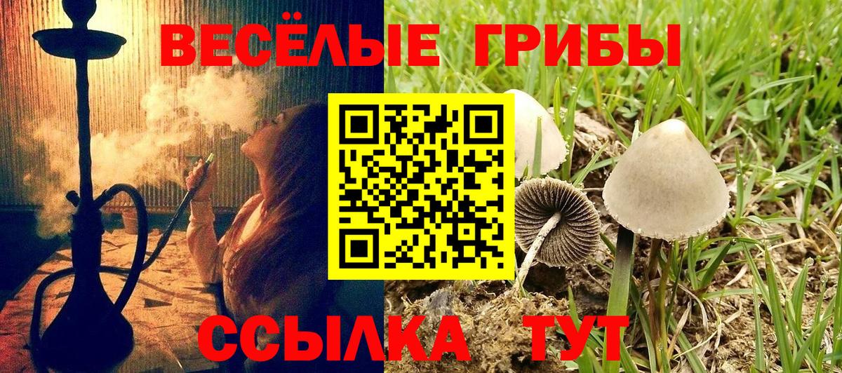 Элиста  Псилоцибиновые грибы Psilocybe  Вход с VPN 